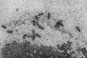 Abstract hexagon structure is honeycomb from bee hive filled photo