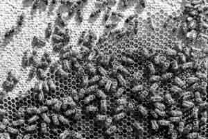 Abstract hexagon structure is honeycomb from bee hive filled photo