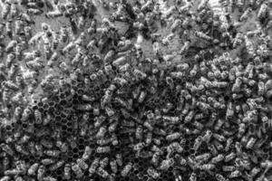 Abstract hexagon structure is honeycomb from bee hive filled photo