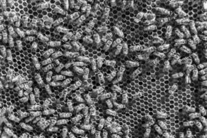 Abstract hexagon structure is honeycomb from bee hive filled photo