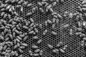 Abstract hexagon structure is honeycomb from bee hive filled photo