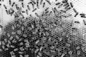 Abstract hexagon structure is honeycomb from bee hive filled photo