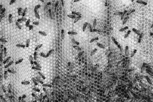 Abstract hexagon structure is honeycomb from bee hive filled photo