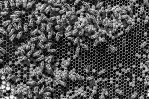 Abstract hexagon structure is honeycomb from bee hive filled photo