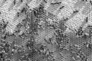 Abstract hexagon structure is honeycomb from bee hive filled photo