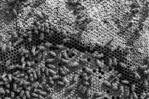 Abstract hexagon structure is honeycomb from bee hive filled photo
