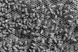 Abstract hexagon structure is honeycomb from bee hive filled photo