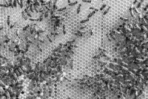 Abstract hexagon structure is honeycomb from bee hive filled photo