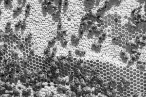 Abstract hexagon structure is honeycomb from bee hive filled photo