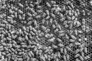 Abstract hexagon structure is honeycomb from bee hive filled photo