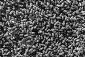 Abstract hexagon structure is honeycomb from bee hive filled photo