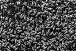 Abstract hexagon structure is honeycomb from bee hive filled photo