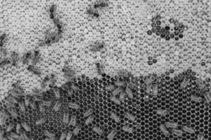 Abstract hexagon structure is honeycomb from bee hive filled photo
