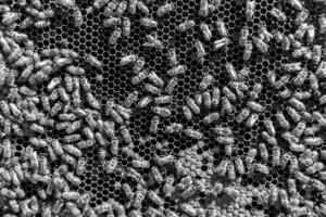 Abstract hexagon structure is honeycomb from bee hive filled photo