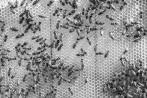 Abstract hexagon structure is honeycomb from bee hive filled photo