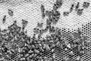 Abstract hexagon structure is honeycomb from bee hive filled photo