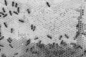 Abstract hexagon structure is honeycomb from bee hive filled photo
