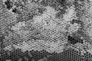 Abstract hexagon structure is honeycomb from bee hive filled photo