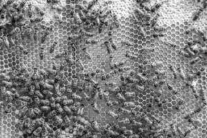 Abstract hexagon structure is honeycomb from bee hive filled photo