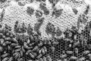 Abstract hexagon structure is honeycomb from bee hive filled photo