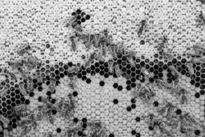Abstract hexagon structure is honeycomb from bee hive filled photo