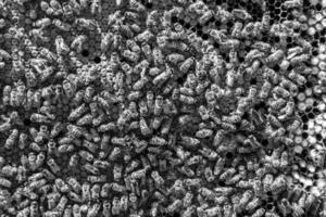 Abstract hexagon structure is honeycomb from bee hive filled photo
