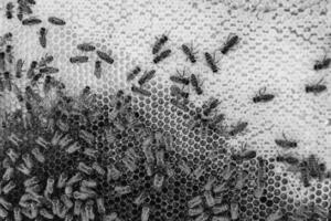 Abstract hexagon structure is honeycomb from bee hive filled photo