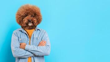 A playful dog with a fluffy, curly coat is posing confidently against a vibrant blue backdrop, wearing a denim jacket over a yellow sweater. Dog's expression showcases a charming and friendly demeanor photo