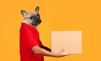 A person dressed in a red shirt stands against a vibrant orange background. They hold a cardboard box in front of them, displaying a whimsical and humorous scene. photo