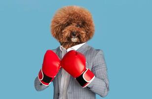 A fluffy, brown dog wearing a tailored suit and bright red boxing gloves strikes a playful pose against a blue background, exuding confidence and charm. The dog's curly fur adds an amusing touch photo
