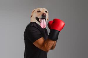 A cheerful dog is playfully posing while wearing bright red boxing gloves. The backdrop is simple and neutral, allowing the vibrant colors to stand out photo