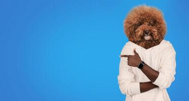 A person stands confidently, wearing a white hoodie, with a whimsical dog head replacing their own. The vibrant blue background enhances the playful atmosphere, copy space photo