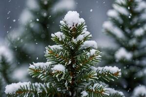 A close up of a pine tree covered in snow photo