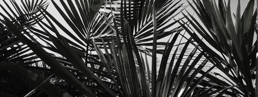 Black and white photograph of palm trees photo