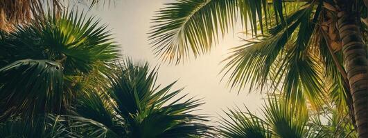 Palm trees in the sun with the sun shining through photo