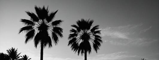 Black and white photograph of palm trees photo