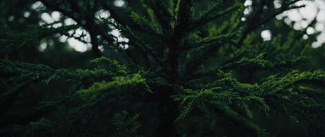 A close up of a tree with green leaves photo