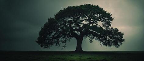 A lone tree stands in a field under a dark sky photo