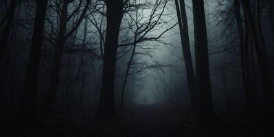 A dark forest with trees and a path photo
