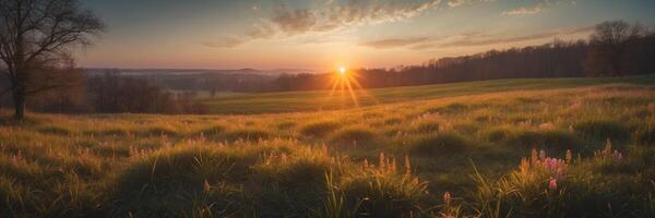The sun rises over a field with grass and flowers photo