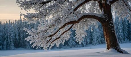 A tree covered in snow in the middle of a snowy forest photo