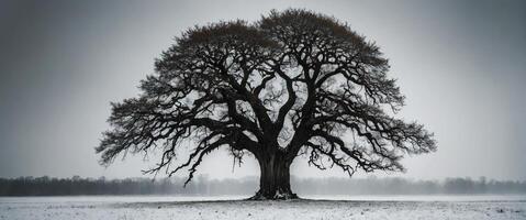 A lone tree stands in the middle of a snowy field photo