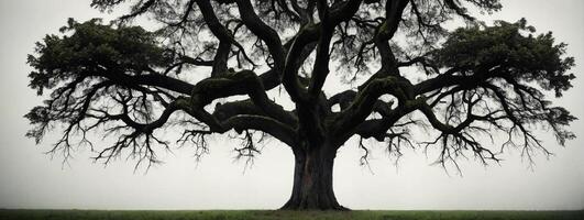 An old tree with no leaves in the middle of a field photo