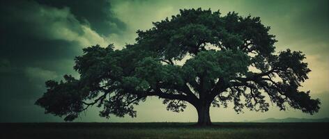 A large tree in a field with dark clouds photo