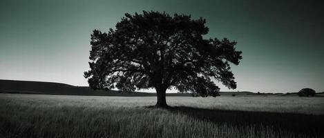 A black and white photo of a tree in a field