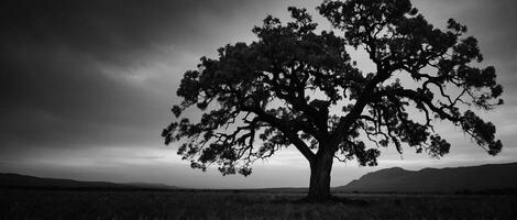 Black and white photo of a tree in a field