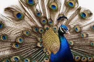 A peacock is displaying its feathers photo