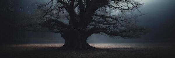 A dark tree in the fog with a light shining through photo