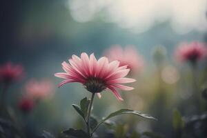 Pink flower in the field with blurred background photo
