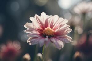 A pink flower is shown in front of a blurry background photo